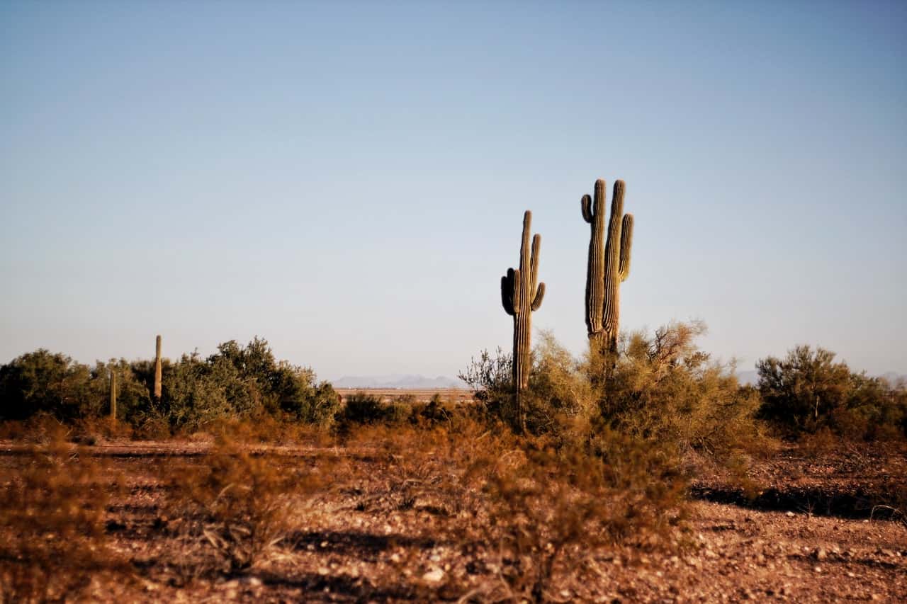 two-green-cactus-plants-at-daytime-764998