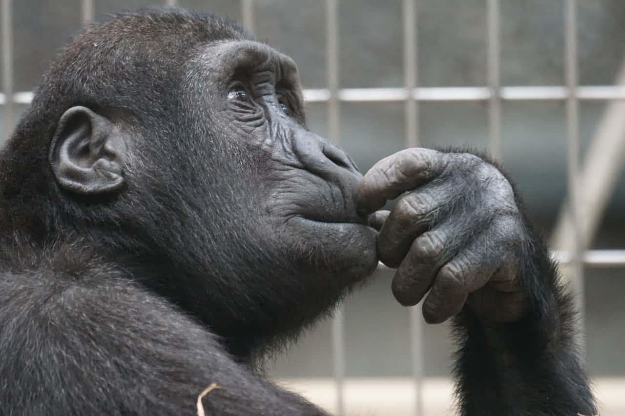 view-ape-thinking-primate-33535