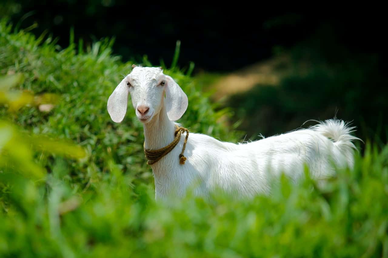 white-goat-in-grass-field-1011629
