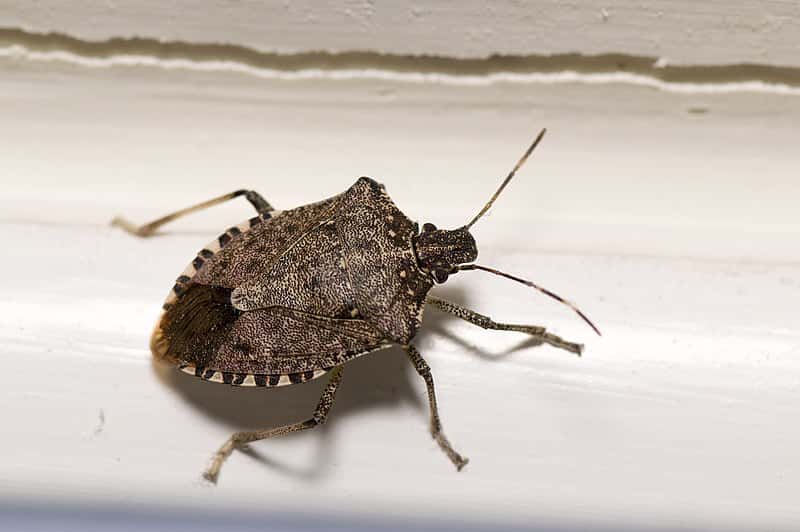 800px-39_105_Stink_Bug_(146869373)