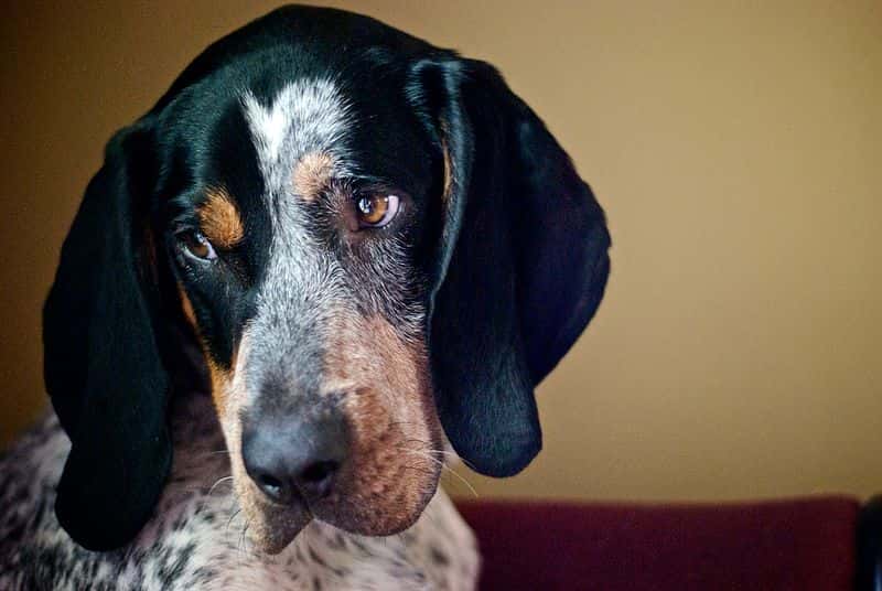 800px-Bluetick_Coonhound