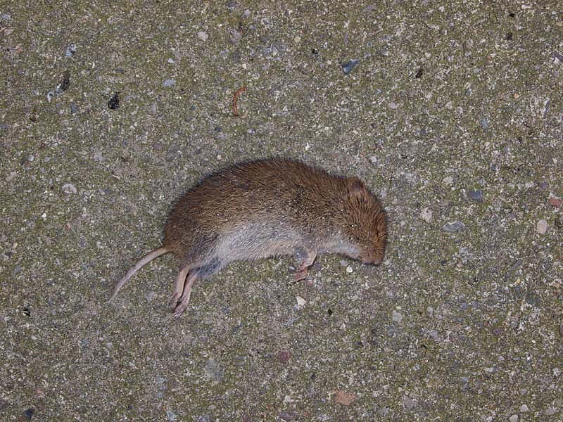 800px-Dead_Mouse