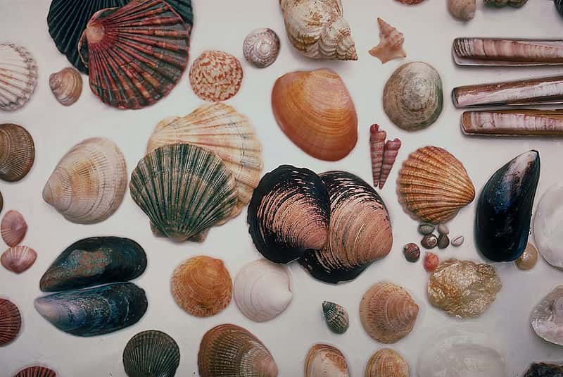 800px-Seashells_North_Wales_1985