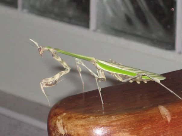 Mantis_Peru