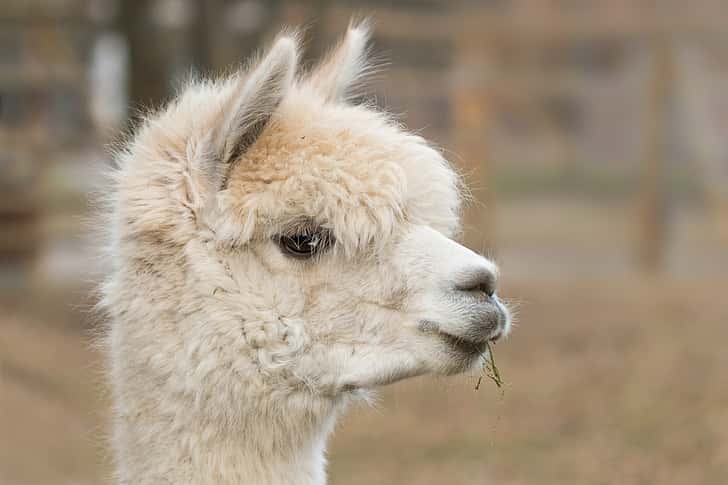 alpaca-pako-mammal-wool-preview