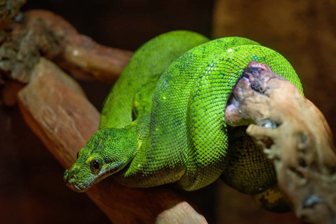 animal-zoo-green-predator-9199