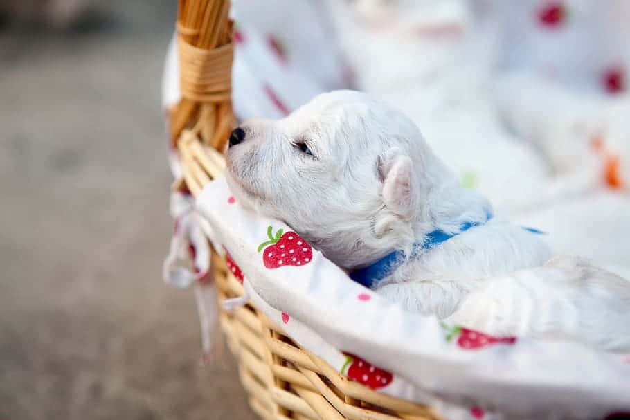 bichon-puppy-pets-baby-new-students