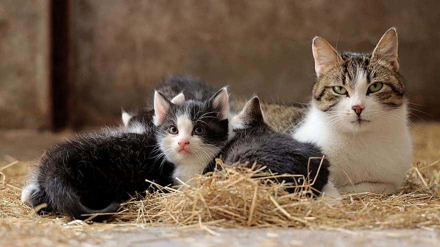 cat-family-cat-kitten-small-cats-pet-young-animal-sweet-cute-cat-portrait