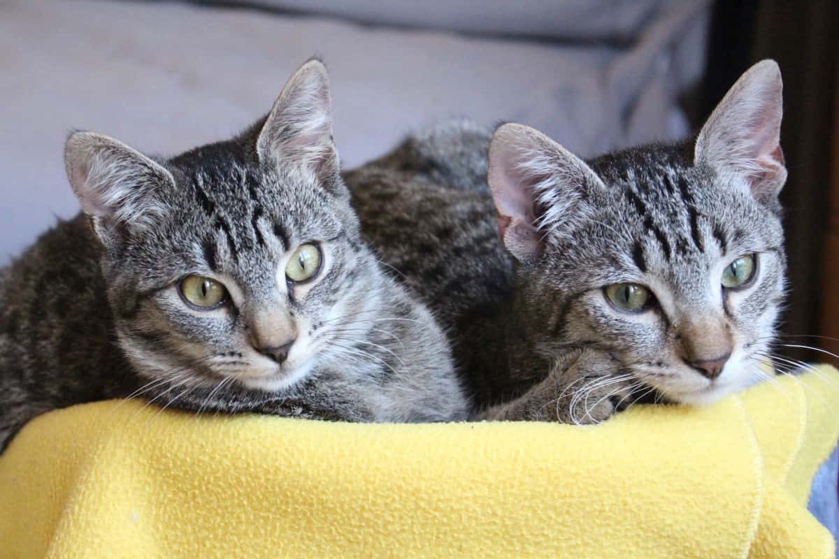 cat_animals_eyes_cat_eyes_animal_feline_two_cats_tabby_cat-1162068