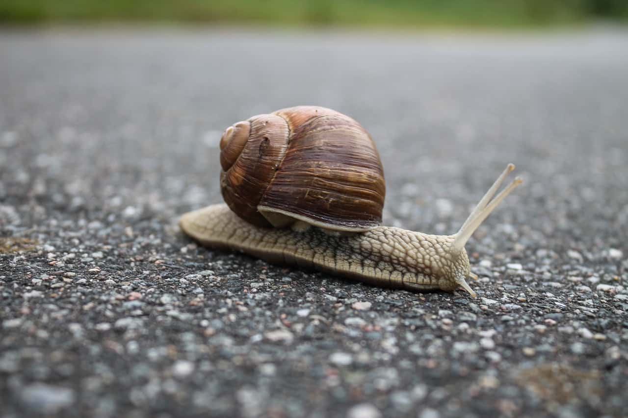 close-up-of-snail-on-ground-320956