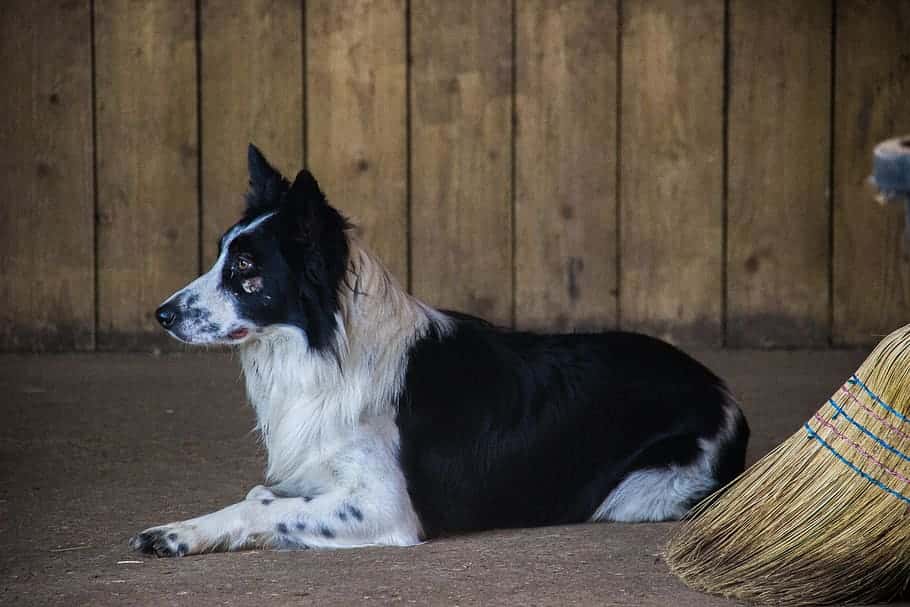 france-rouen-old-dog
