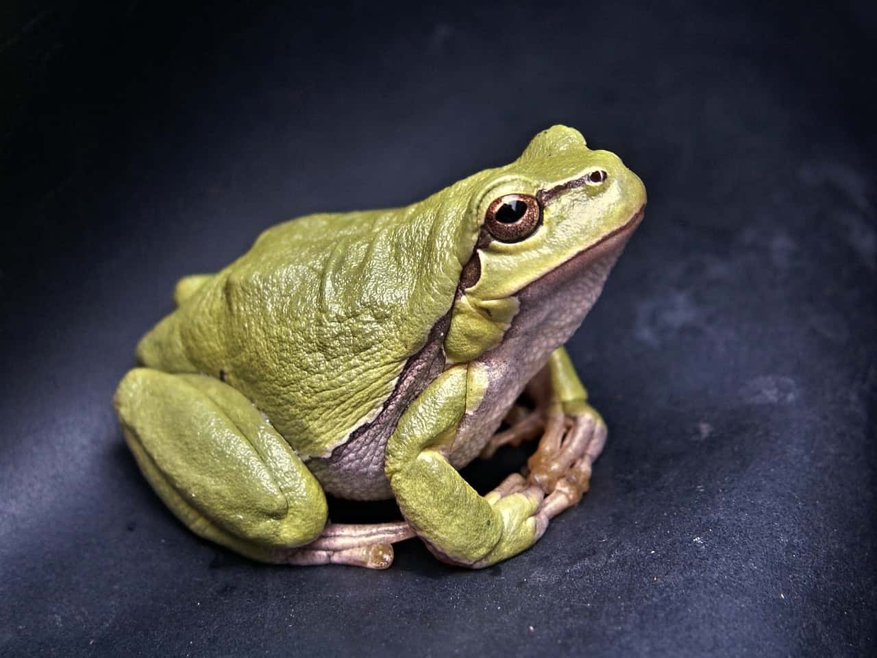 green-frog-70083