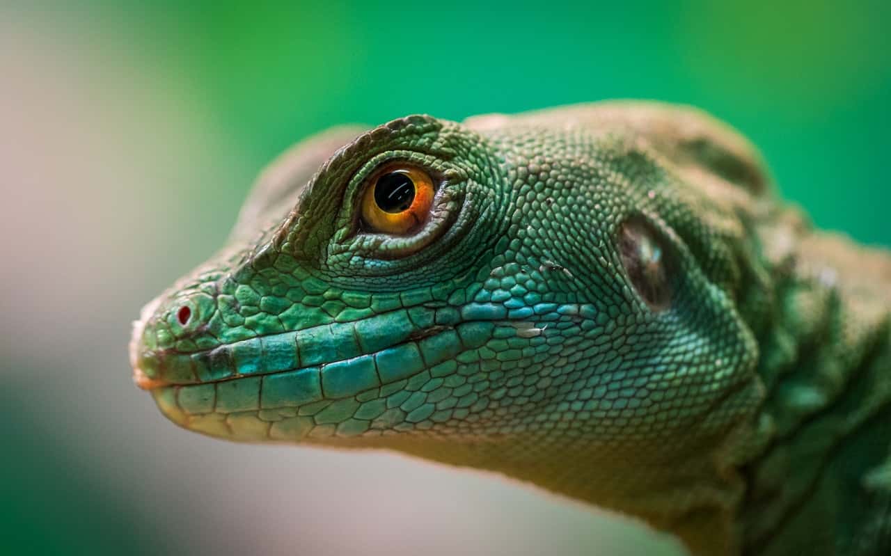 green-reptile-927497
