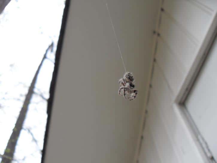 hanging-spider-from-wall-725x544