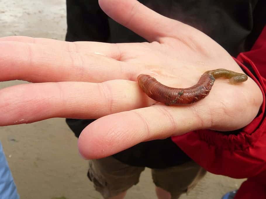lugworm-worm-arenicola-marina-sand-worm