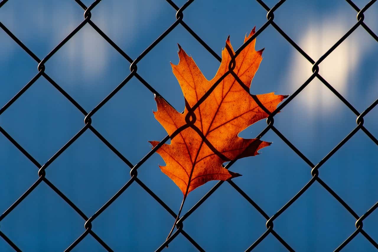 orange-leaf-on-chainlink-fence-1550131