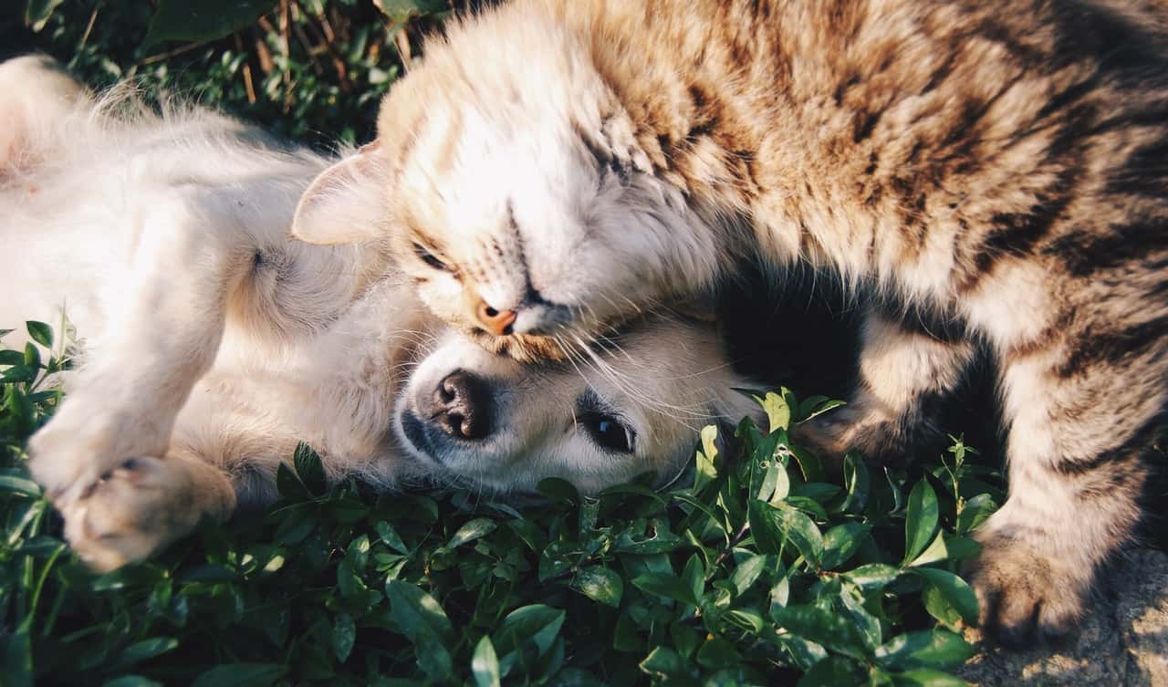 orange-tabby-cat-beside-fawn-short-coated-puppy-46024