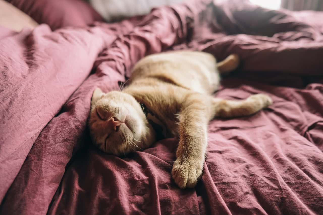 orange-tabby-cat-on-bed-2817422