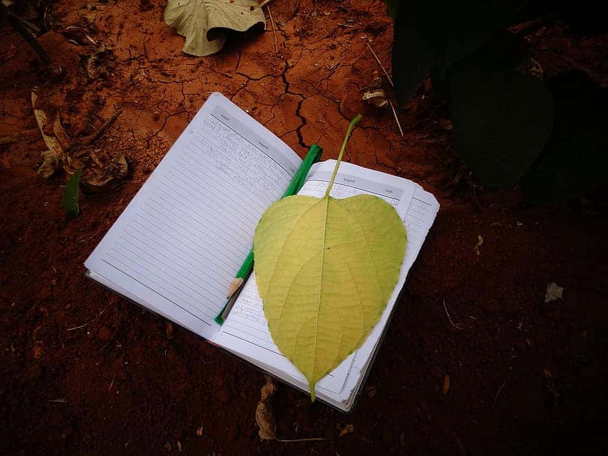 paper-leaf-book-nature-floral