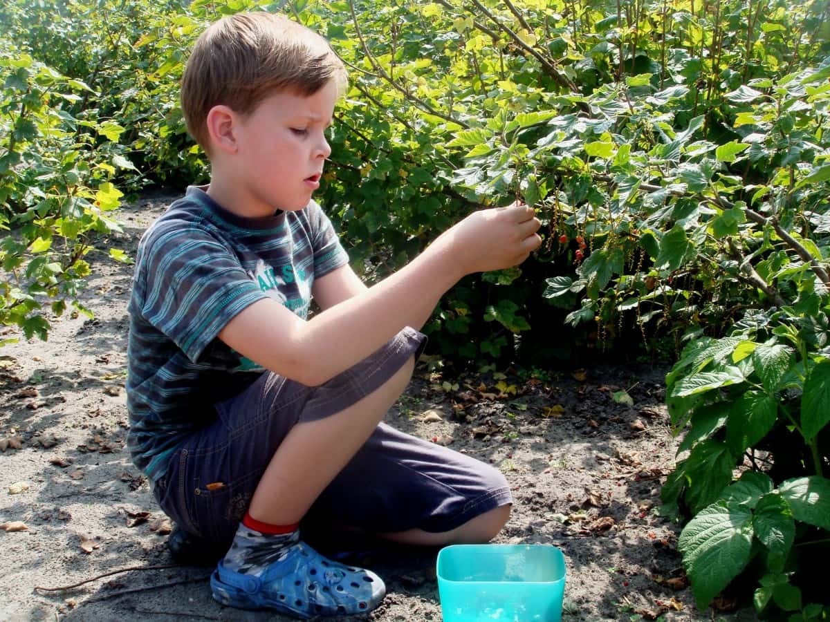 picking_boy_carefully_child_hand_stick_berries_garden-743186
