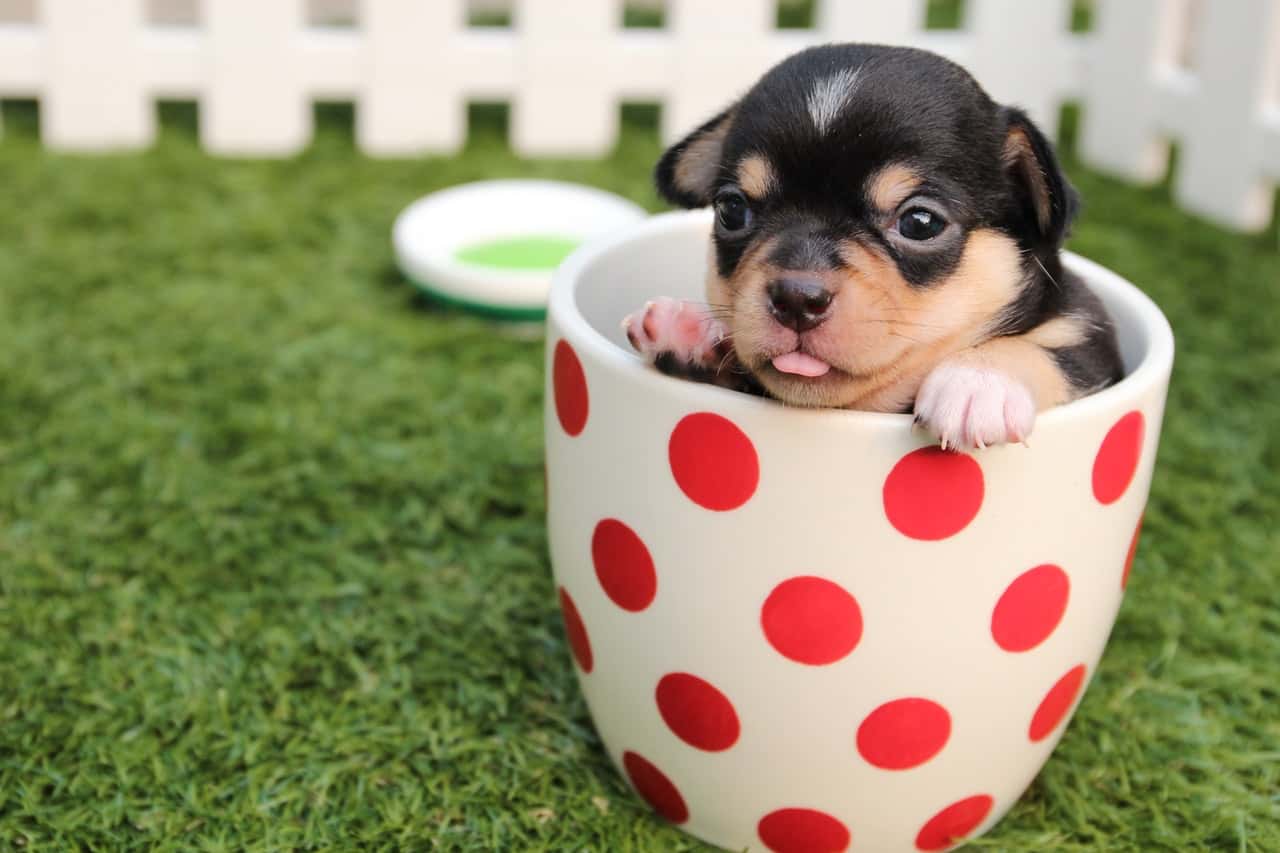 short-coated-black-and-brown-puppy-in-white-and-red-polka-39317