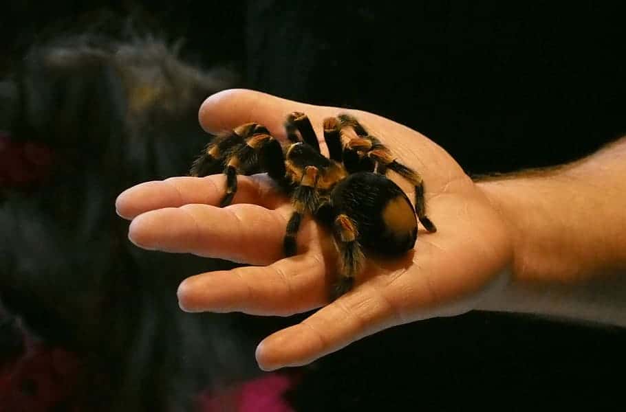 spider-tarantula-arachnophobia-overcoming-fear