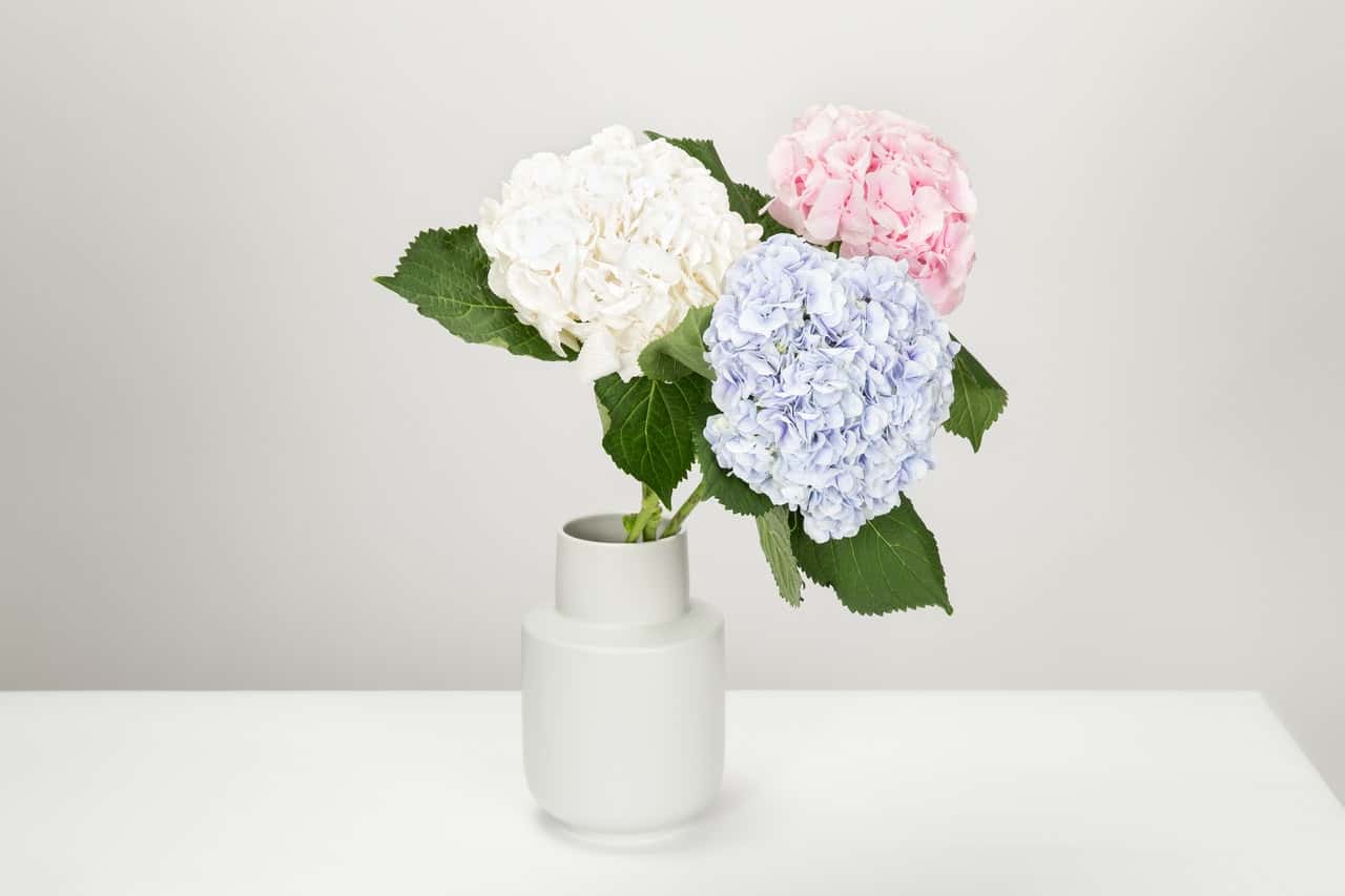 three-white-blue-and-pink-petaled-flowers-in-white-vase-870512