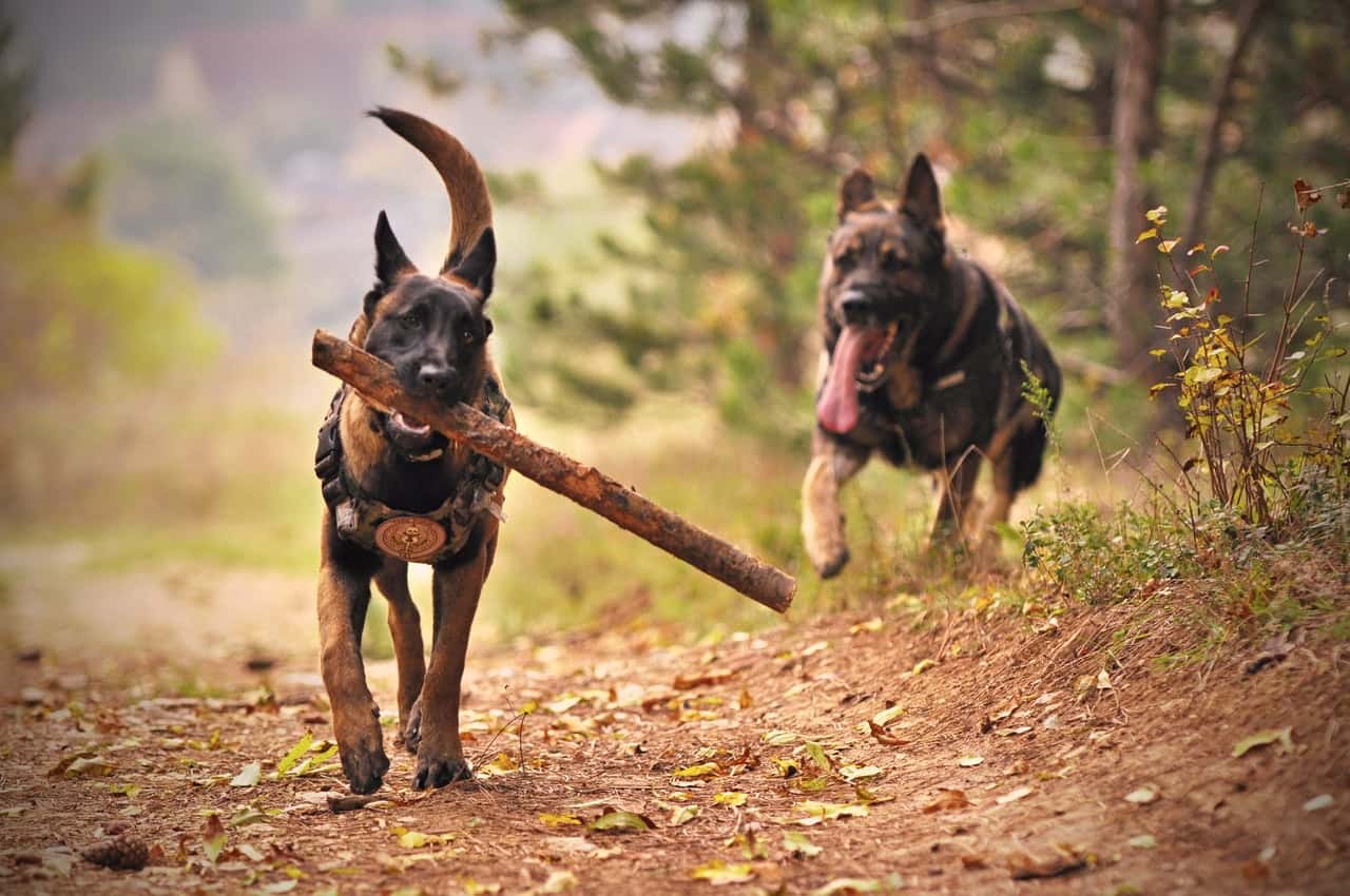 two-adult-black-and-tan-german-shepherds-running-on-ground-1633522
