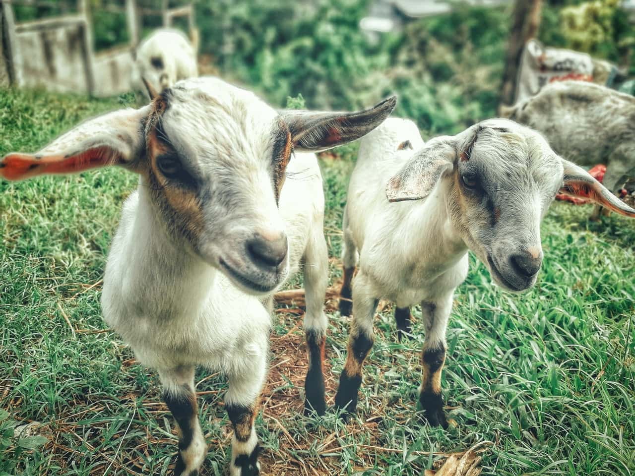 two-white-goat-kids-933648