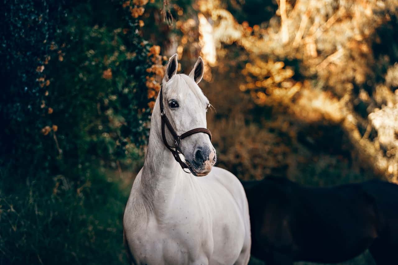 white-horse-near-green-leaves-1996330