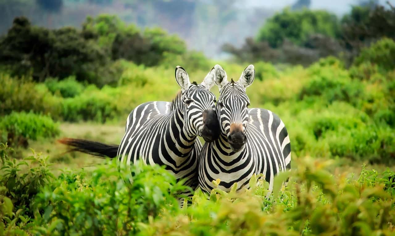 zebras-on-zebra-247376