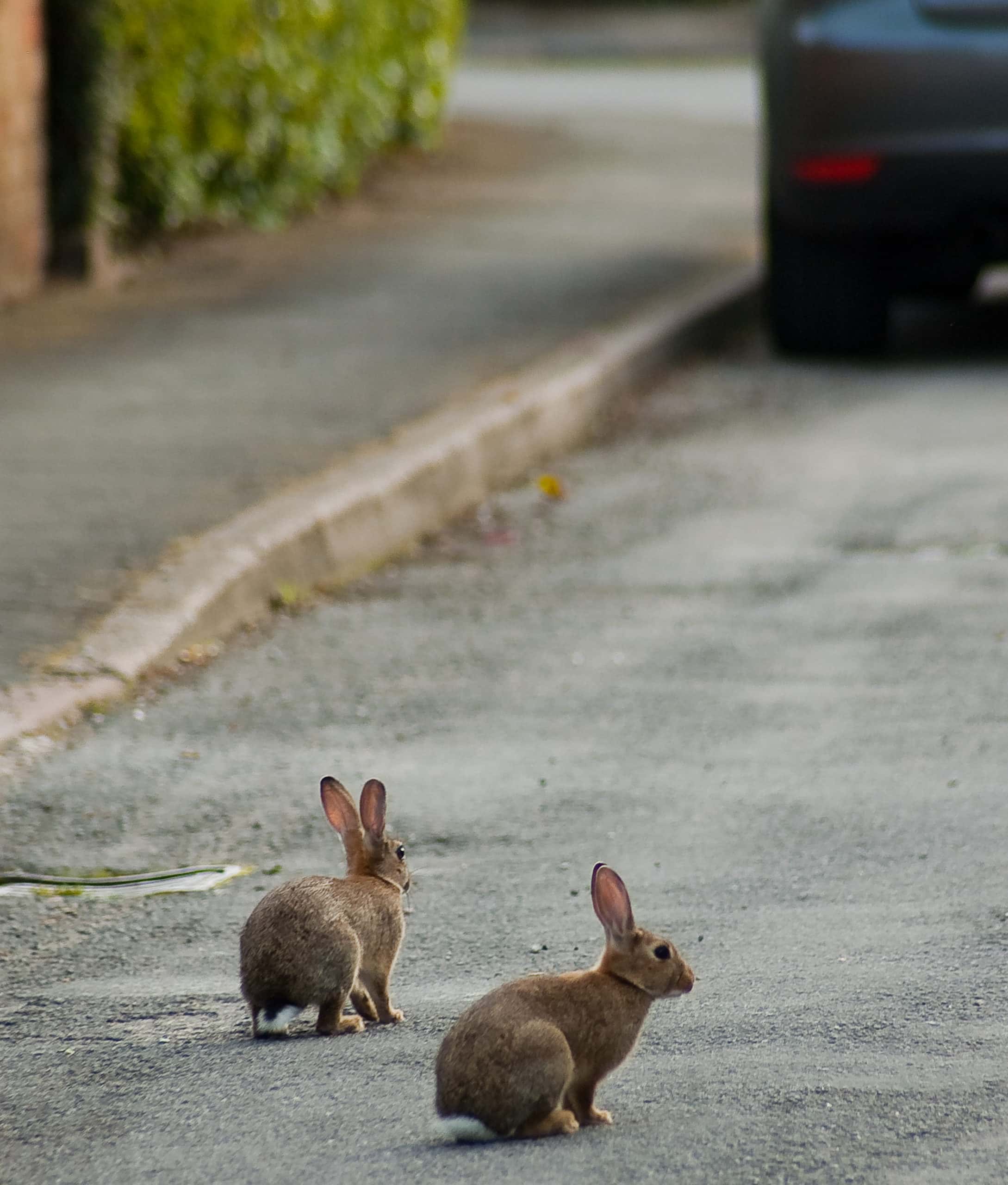 4869084559_bef8fed348_o