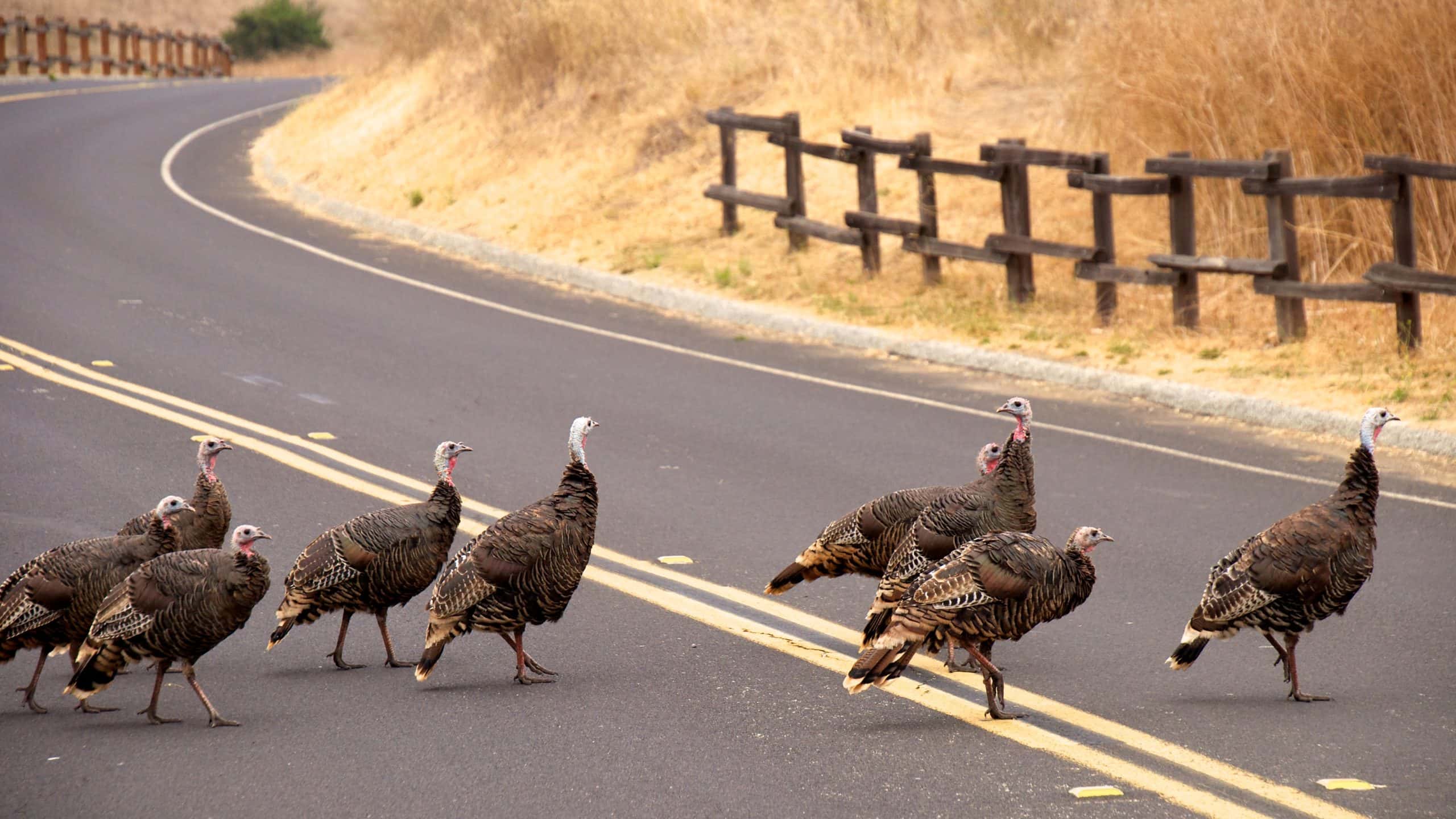 Why did the turkeys cross the road?