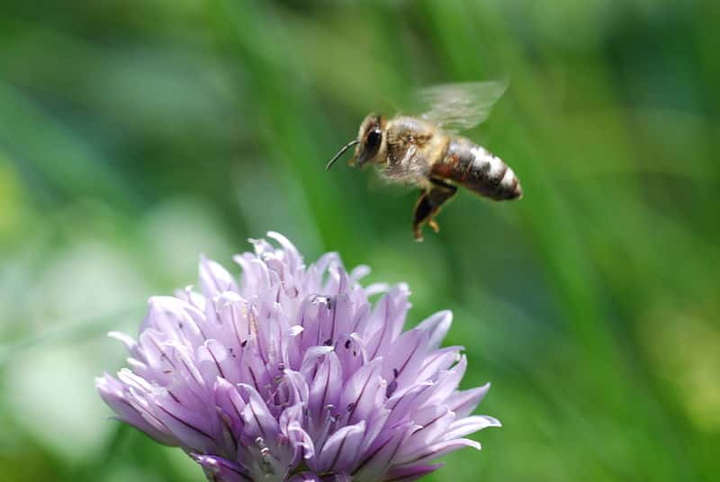 800px-Honey_bee_flying