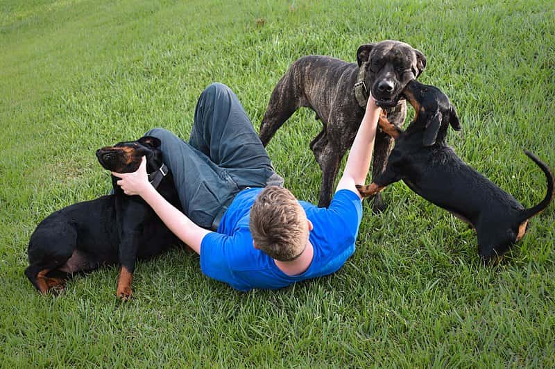 800px-Playing_With_Dogs