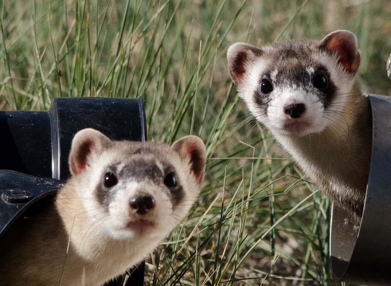 black-footed-ferrets-967192_1280