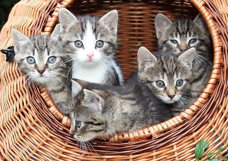 cat-kitten-in-a-basket-babies-animals-preview