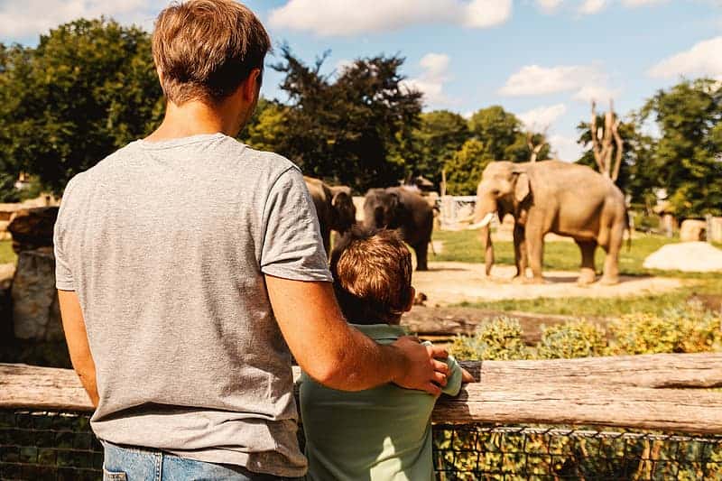father-and-son-looking-on-the-elephant-at-zoo
