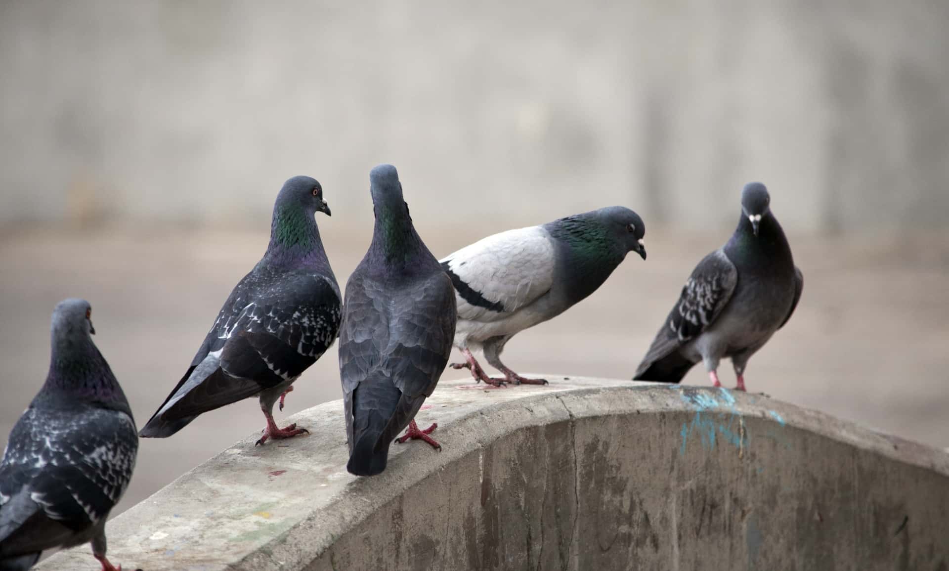 flock-of-pigeons
