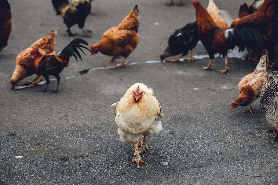 flock-on-chicken-on-road