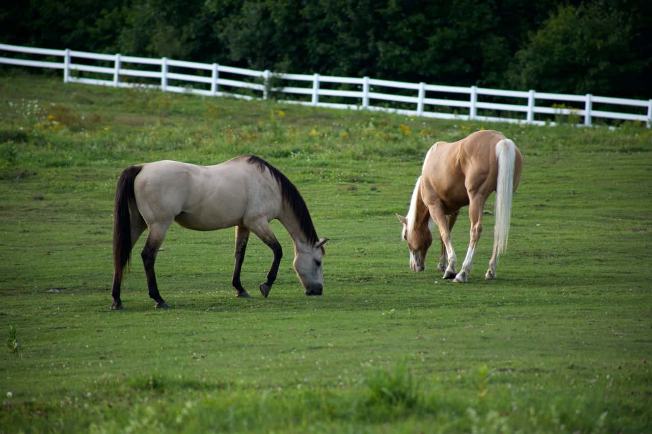 grass-animals-horse-9582