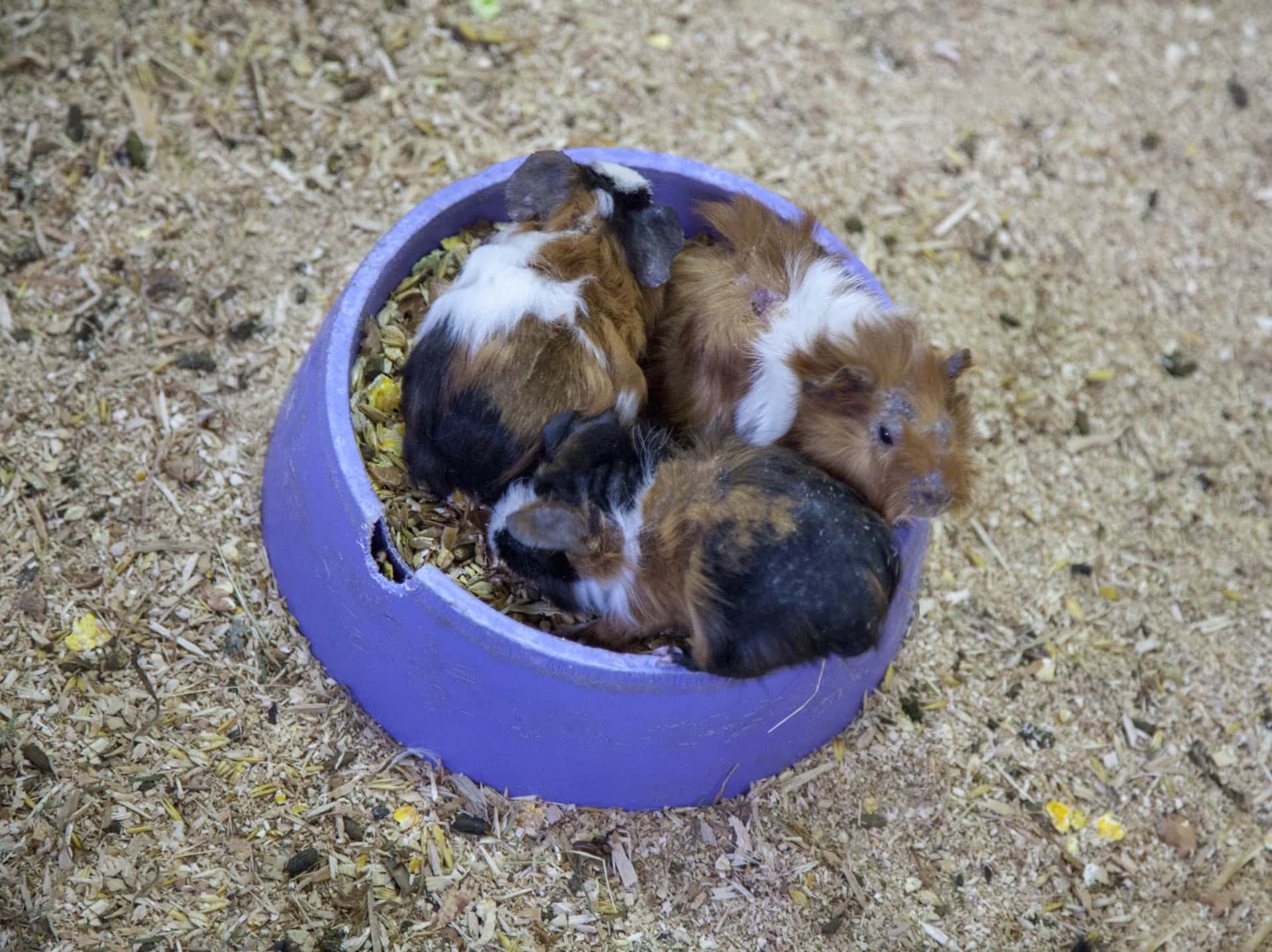 guniea-pig-15642488351Re