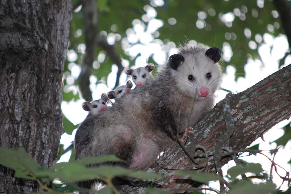 possum-1802326_960_720