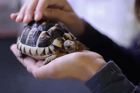 turtle-tortoise-animal-pet-thumb