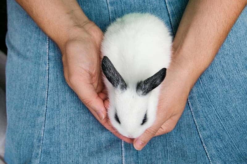 white-and-black-bunny-on-denim-bottoms