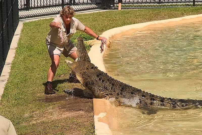 800px-Australia_Zoo_Steve_Irwin_feeding_Crocodile_(6081362690)