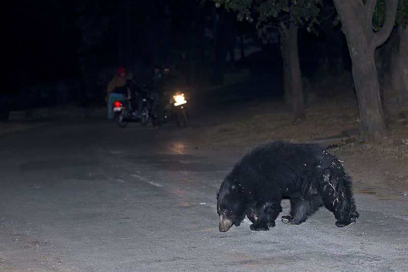 A_fragile_co-existence_of_between_sloth_bears_and_humans_at_Ratanmahal_Sloth_Bear_Sactuary,_Dahod,_Gujarat,_India