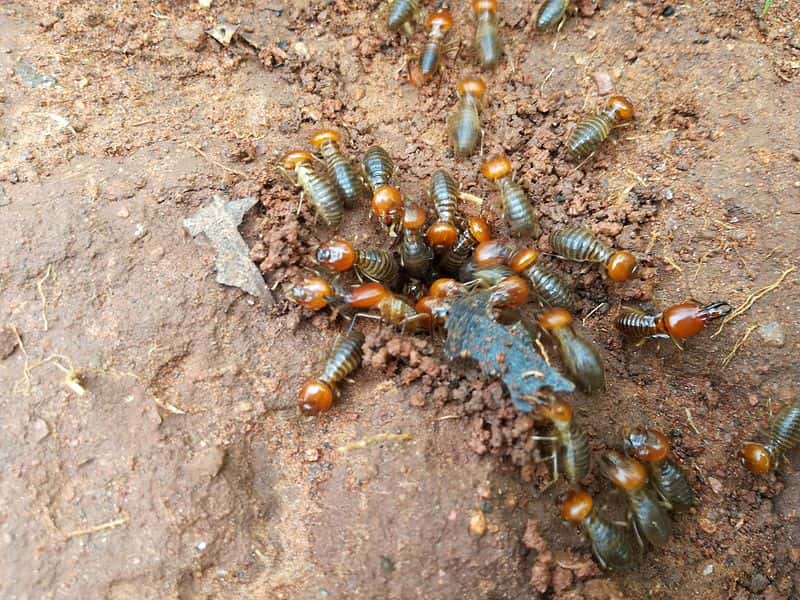 Termites_2