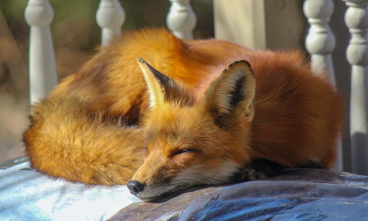 close-up-photo-of-sleeping-fox-2121799