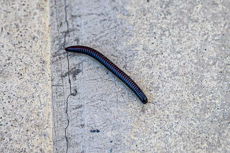thousands-of-point-kneeling-centipede-black-worm-caterpillar-black-worm